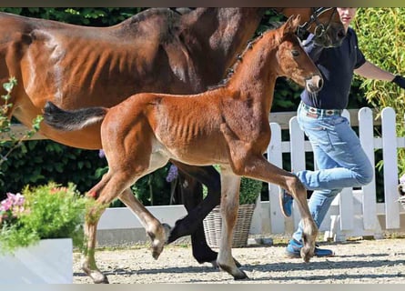 Oldenburg, Stallion, 