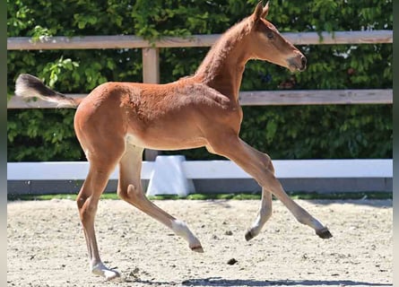 Oldenburg, Stallion, 