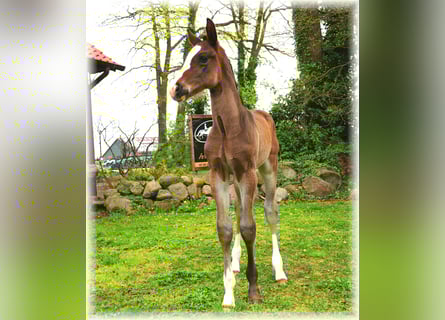 Oldenburg, Stallion, , Smoky-Black