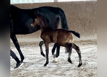 Oldenburg, Stallion, Foal (04/2025), Smoky-Black