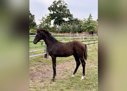 Oldenburg, Stallion, Foal (04/2025), Smoky-Black