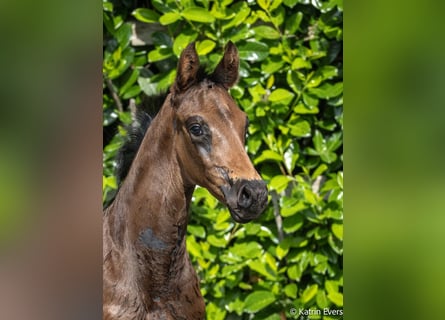Oldenburg, Stallion, Foal (04/2026), Smoky-Black