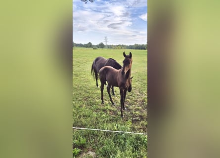 Oldenburg, Stallion, Foal (04/2026), Smoky-Black