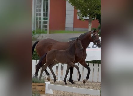Oldenburg, Stallion, Foal (05/2025), Smoky-Black