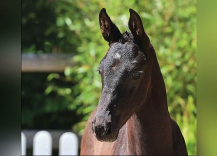 Oldenburg, Stallion, , Smoky-Black