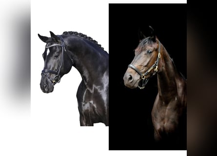 Oldenburg, Stallion, Foal (03/2026), Smoky-Black