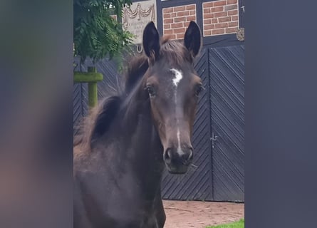 Oldenburg, Stallion, Foal (03/2024), Smoky-Black