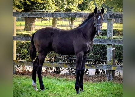 Oldenburg, Stallion, Foal (05/2025), Smoky-Black