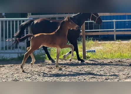 Oldenburg, Stallion, Foal (05/2025), Smoky-Black