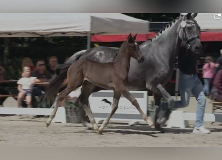 Oldenburg, Stallion, Foal (05/2026), Smoky-Black
