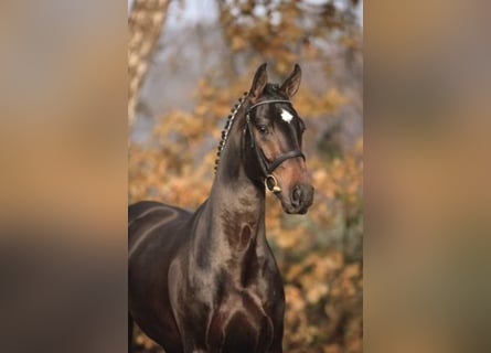 Oldenburg, Stallion, 21 years, 16.1 hh, Smoky-Black
