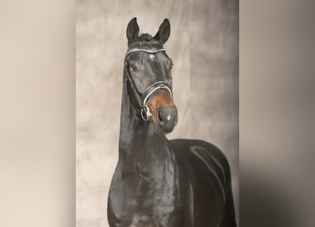 Oldenburg, Stallion, 16 years, 16.2 hh, Smoky-Black