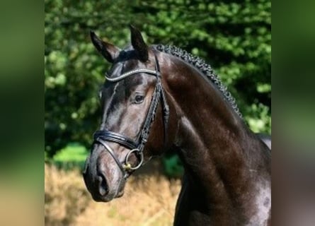 Oldenburg, Stallion, 9 years, 16.3 hh, Smoky-Black
