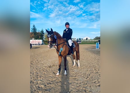 Oldenburg, Stallone, 10 Anni, 167 cm, Sauro