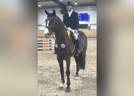 Oldenburg, Stallone, 10 Anni, 172 cm, Baio