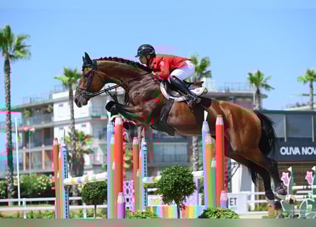 Oldenburg, Stallone, 11 Anni, 175 cm, Baio ciliegia