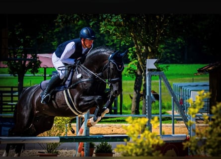 Oldenburg, Stallone, 12 Anni, 170 cm, Morello