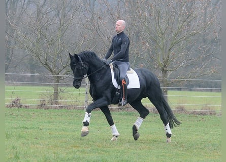 Oldenburg, Stallone, 13 Anni, 171 cm, Morello