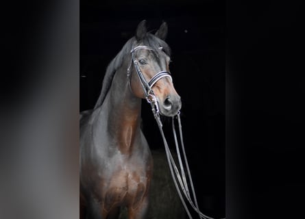 Oldenburg, Stallone, 15 Anni, 170 cm, Baio scuro