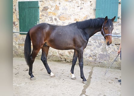 Oldenburg, Stallone, 2 Anni, 158 cm, Baio scuro