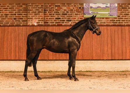 Oldenburg, Stallone, 2 Anni, 162 cm, Baio scuro