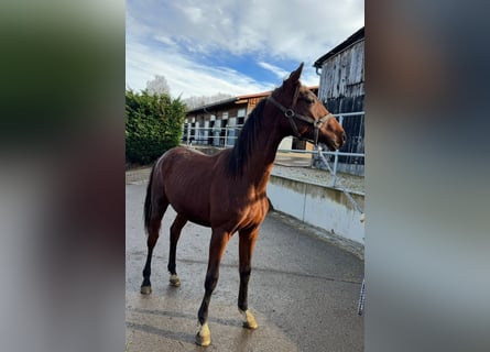 Oldenburg, Stallone, 2 Anni, 165 cm, Baio