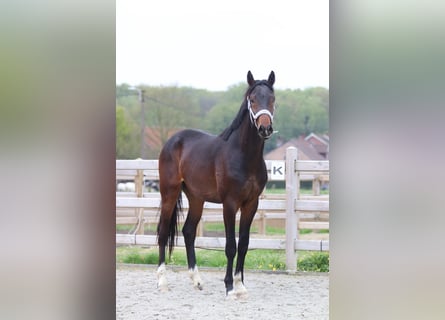 Oldenburg, Stallone, 2 Anni, 166 cm, Baio