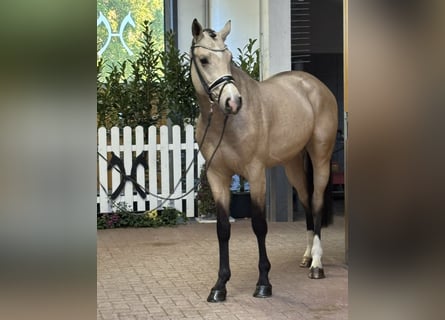 Oldenburg, Stallone, 2 Anni, 167 cm, Pelle di daino