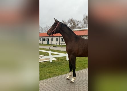 Oldenburg, Stallone, 2 Anni, 169 cm, Baio