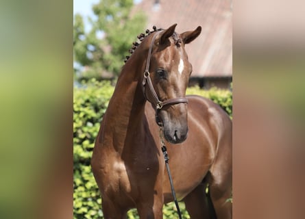 Oldenburg, Stallone, 2 Anni, 170 cm, Sauro scuro