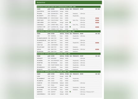 Oldenburg, Stallone, 2 Anni, Baio