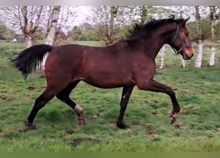 Oldenburg, Stallone, 2 Anni, Baio scuro