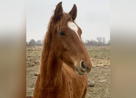 Oldenburg, Stallone, 2 Anni, Sauro