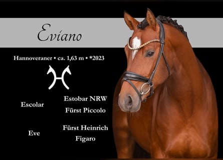 Oldenburg, Stallone, 3 Anni, 163 cm, Baio