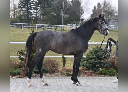 Oldenburg, Stallone, 3 Anni, 166 cm, Leardo