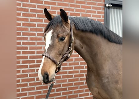 Oldenburg, Stallone, 3 Anni, 167 cm, Baio