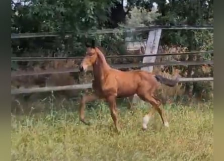 Oldenburg, Stallone, 3 Anni, 170 cm, Baio