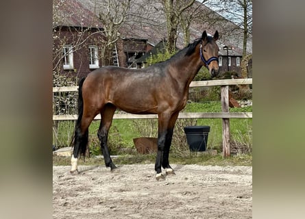 Oldenburg, Stallone, 3 Anni, 170 cm, Baio