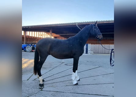 Oldenburg, Stallone, 3 Anni, 170 cm, Baio scuro