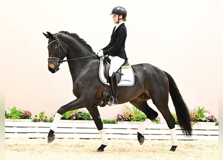 Oldenburg, Stallone, 4 Anni, 167 cm, Baio scuro