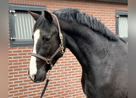 Oldenburg, Stallone, 4 Anni, 168 cm, Morello