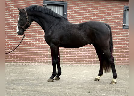 Oldenburg, Stallone, 4 Anni, 168 cm, Morello
