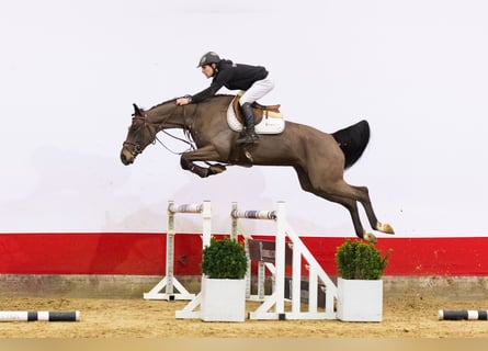 Oldenburg, Stallone, 5 Anni, 168 cm