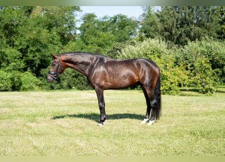 Oldenburg, Stallone, 5 Anni, 175 cm, Baio ciliegia