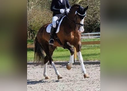 Oldenburg, Stallone, 8 Anni, 174 cm, Sauro scuro
