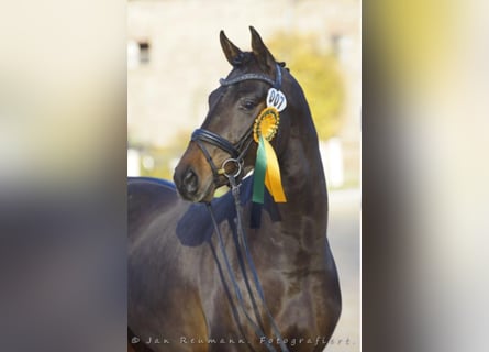 Oldenburg, Stallone, 11 Anni, 167 cm, Baio