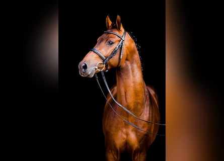 Oldenburg, Stallone, 11 Anni, 165 cm, Baio