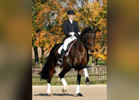 Oldenburg, Stallone, 22 Anni, 167 cm, Baio scuro