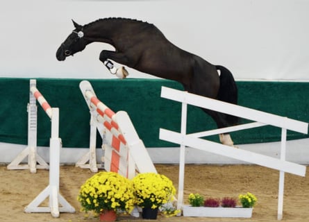 Oldenburg, Stallone, 12 Anni, 168 cm, Baio scuro