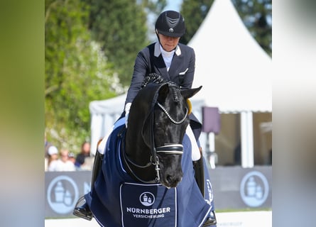 Oldenburg, Stallone, 12 Anni, 174 cm, Morello